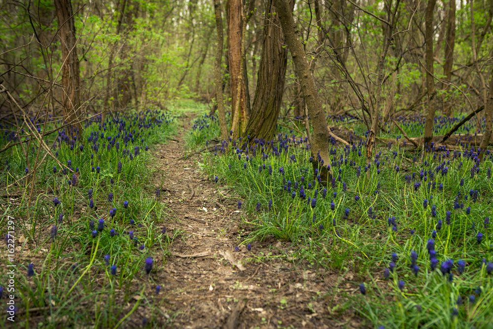 Hyacinths in the forest with bright violet paints