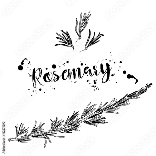 Black and white drawing of a branch of rosemary. Vector. Line art. Hand drawn illustration. Black elements isolated on white background. Menu design element. Stylized graphic.