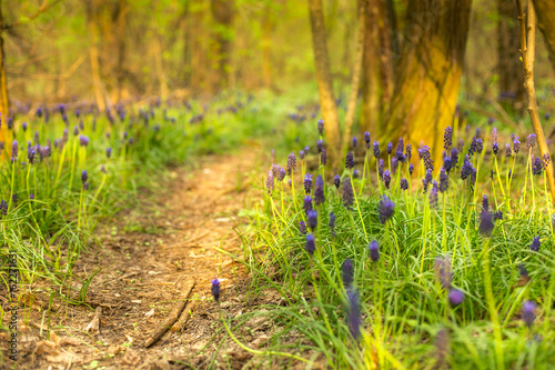 Hyacinths in the forest with bright violet paints