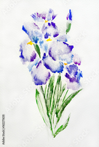 Image of  blue and purple irises watercolor painting
