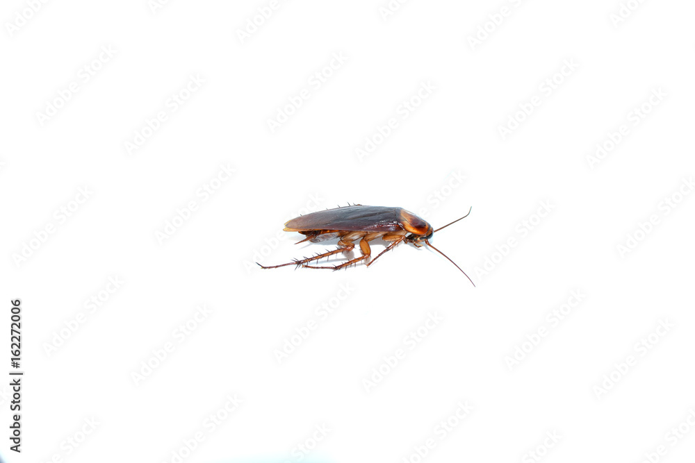 Cockroach on the white background. Cockroach on the white background.