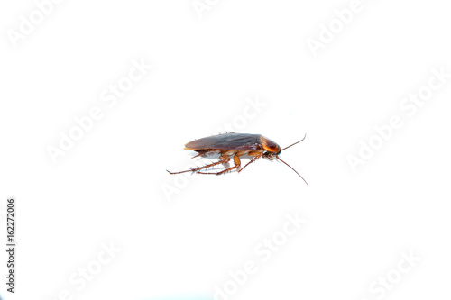 Cockroach on the white background.