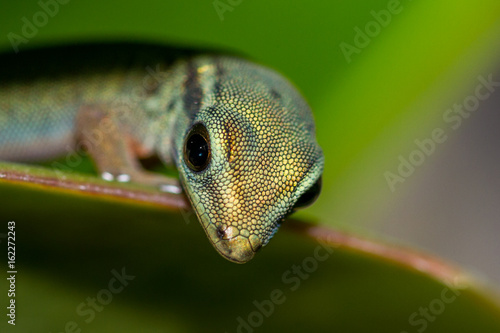 Himmelblauer Zwerggecko - Lygodactylus Williamsi photo