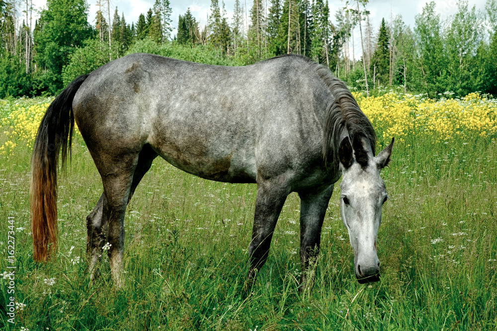 Fototapeta premium Horse in the field
