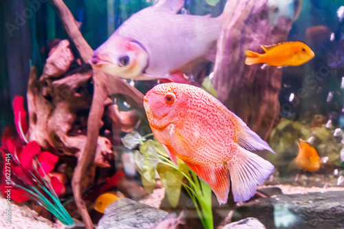 Cichlasoma severum in aquarium photo