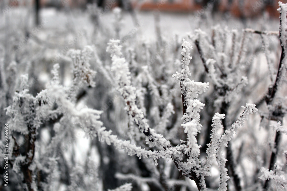 Twigs of a bush covered with frost and snow Twigs of a bush covered with frost and snow