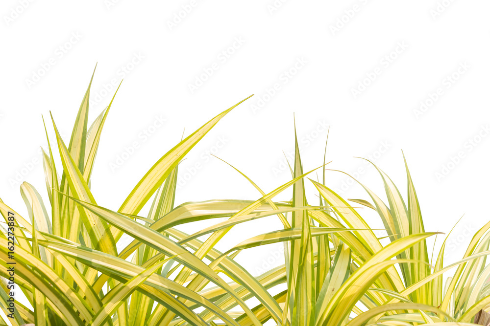 Naklejka premium Leaf isolated include clipping path.