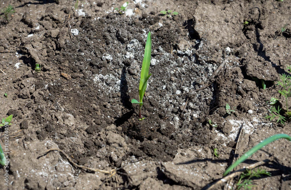 Planting corn on the garden bed. Selective focus. Planting corn on the garden bed. Selective focus.
