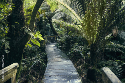 Pfad durch Regenwald