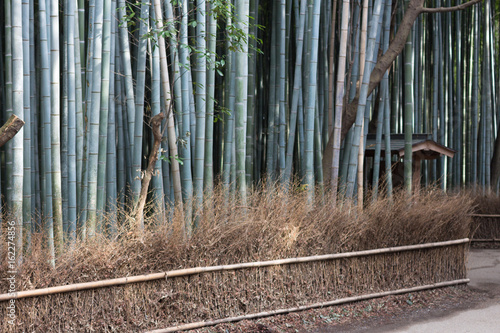 Bambus  Wald  Bambuswald in Kyoto  Japan  Asien