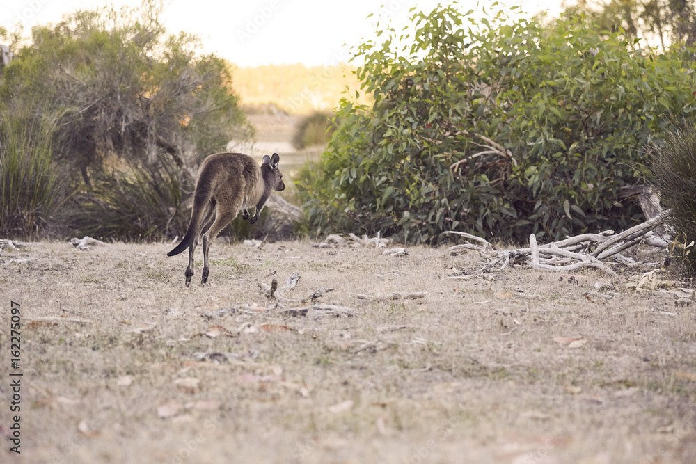 Fototapeta premium springendes Wallaby