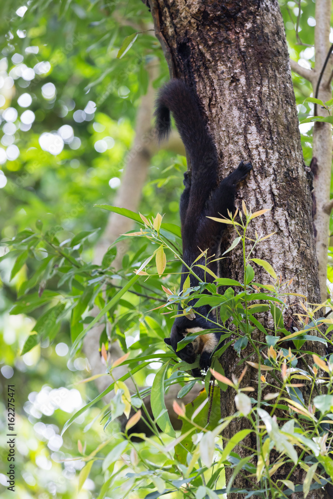 Giant black squirrel, also sometimes called Malay or two-color