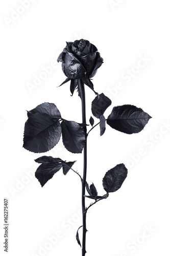 Black rose isolated on white background photo