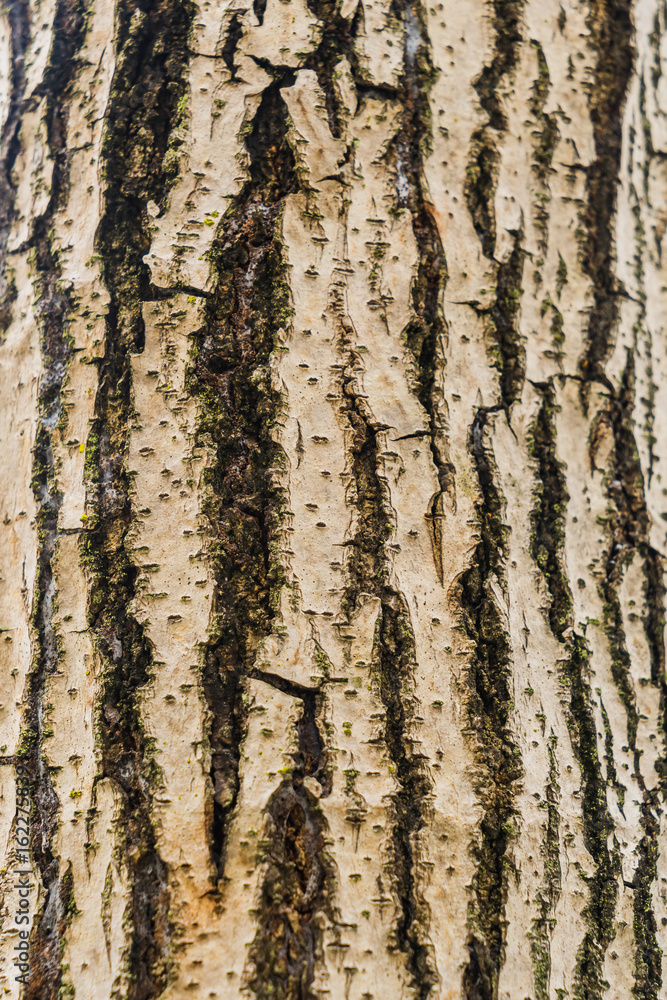 Obraz premium Old Bark Tree texture background, Brown Tree trunk