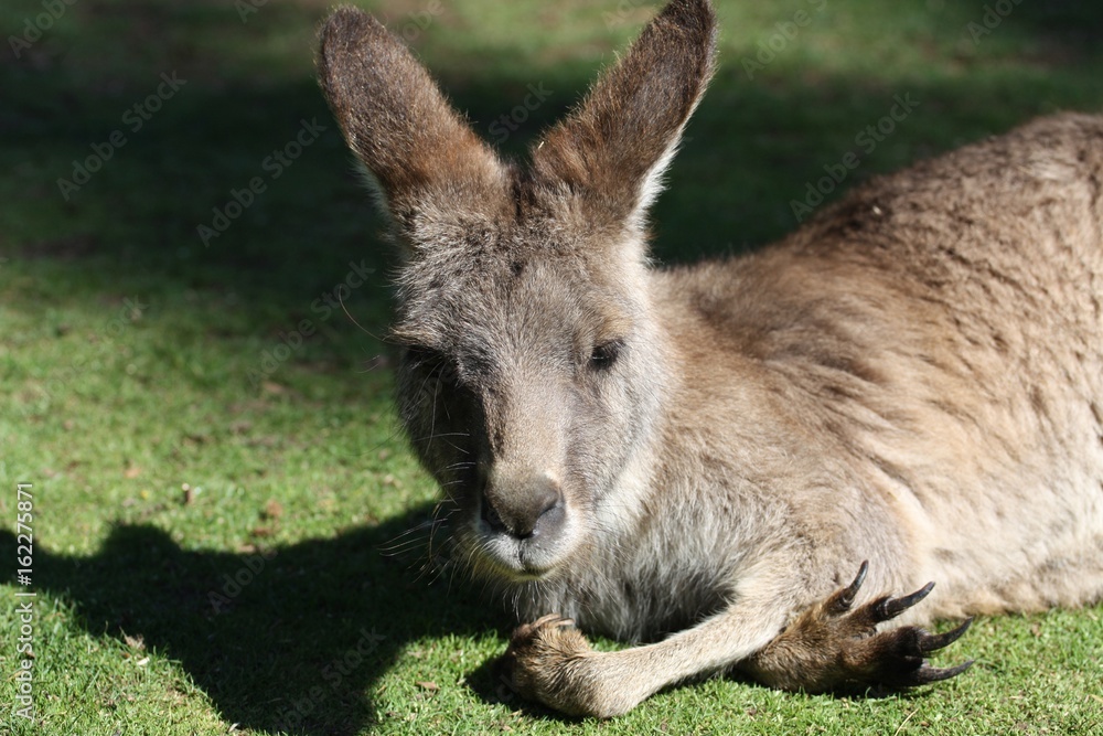 Känguru VII