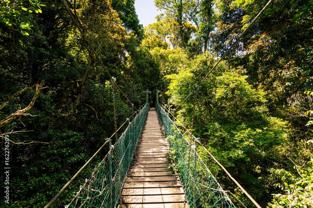 Suspended rainforest walk in the Gold Coast Hinterland