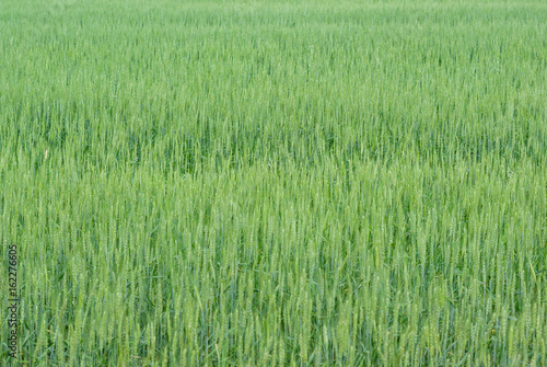 Field of green young wheat