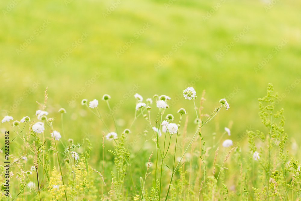 Green summer nature background with chamomile flowers.Spring floral landscape