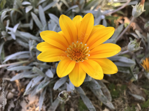 Gazania flower
