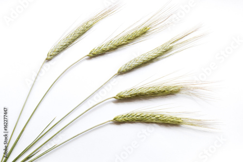 Rye ears on white background, close up