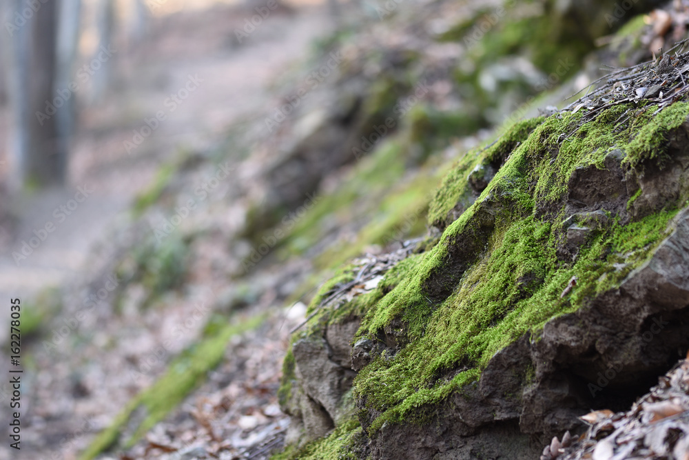 Moss on rock with narrow depth of field 1 Moss on rock with narrow depth of field 1