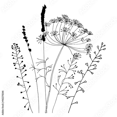 Meadow grasses, herbs and flowers silhouettes.