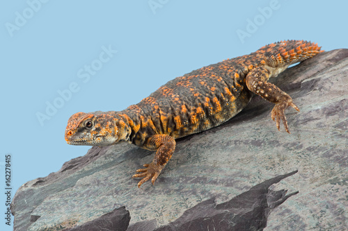 Saharan Spiny Tailed Lizard (Uromastyx Geyri)/Uromastyx Geyri lizard basking on rock