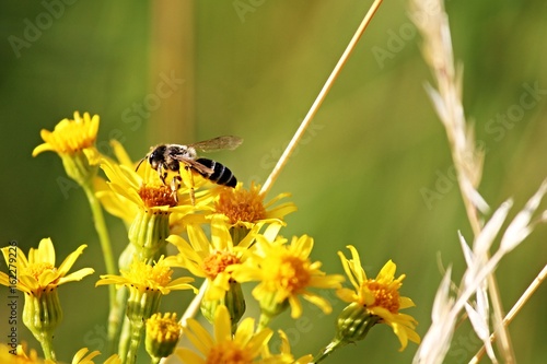 Biene sitzt auf gelben Blüten © Manfred Richter