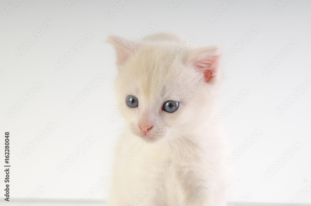 Little white kitten