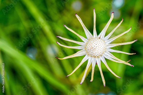 Fototapeta Naklejka Na Ścianę i Meble -  bold dandelion flower on a green grass background with copy space