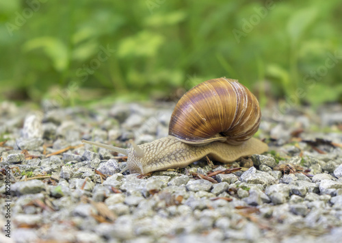 grapevine snail