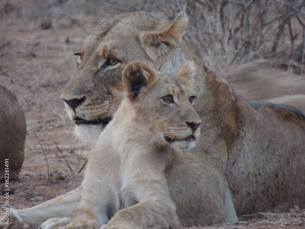 Lioness and cub Lioness and cub