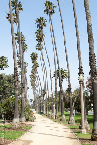 Palm tree lined seaside park