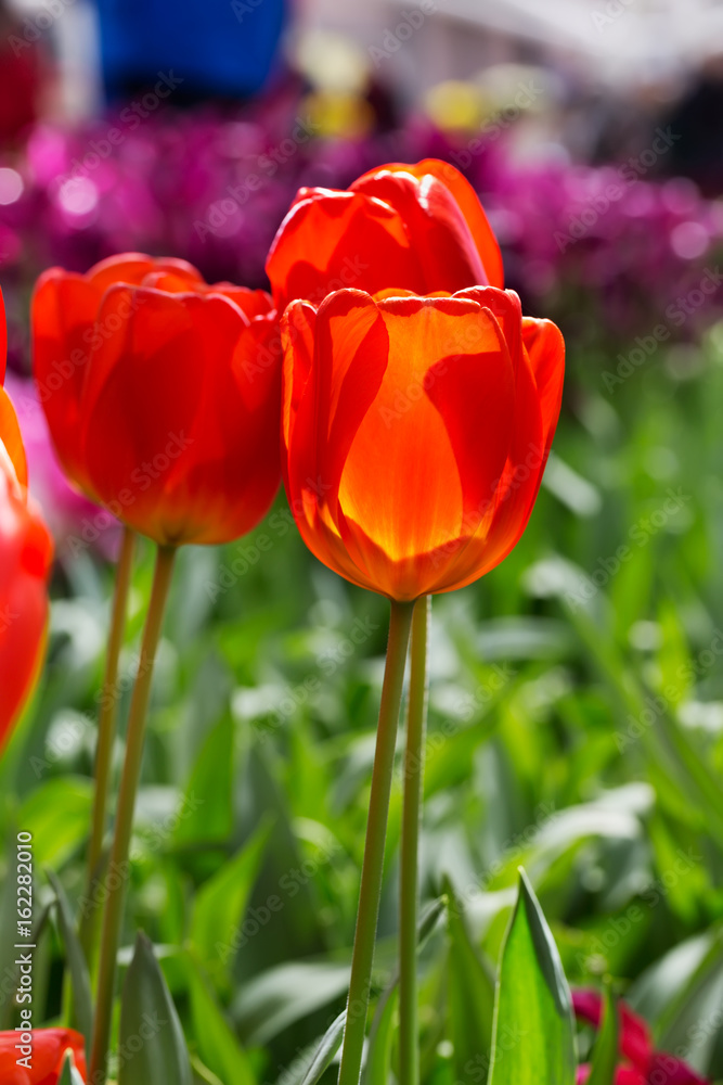 Fototapeta premium Tulip close-up