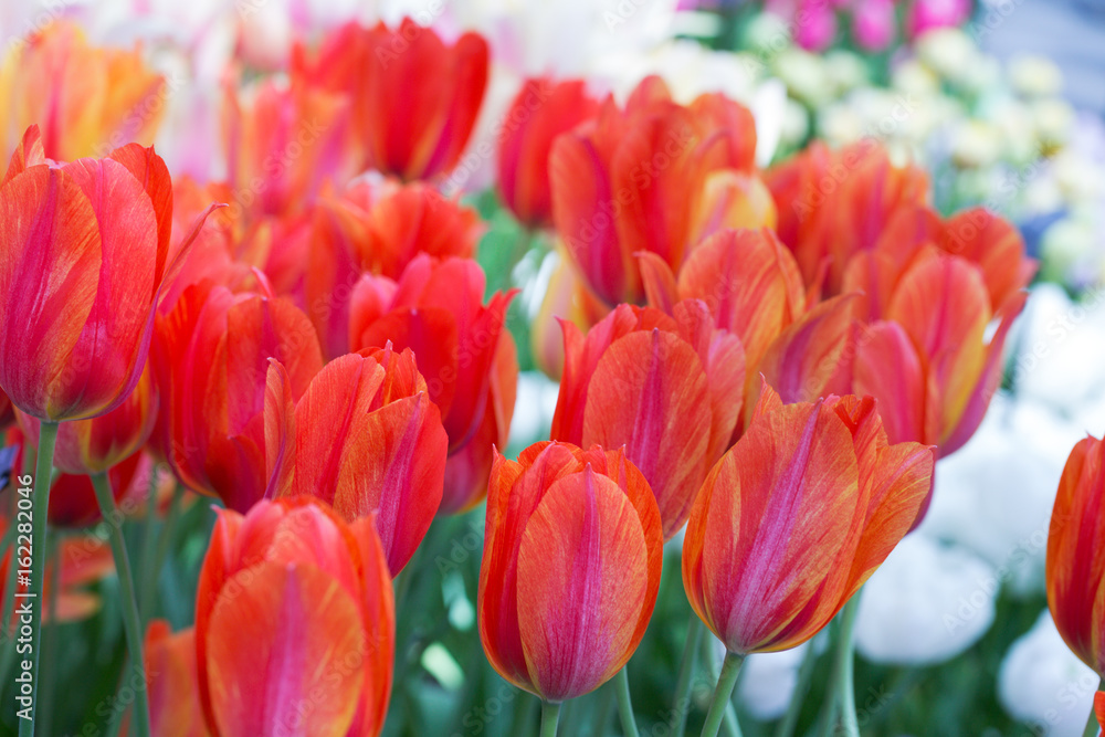 Background of colorful fresh tulips