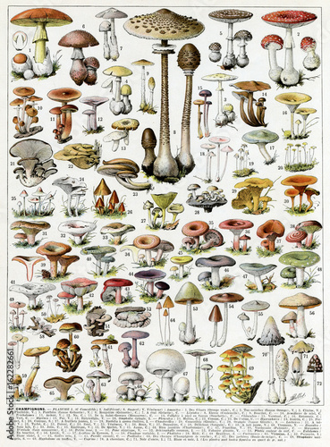 Mushrooms. Date: 1913