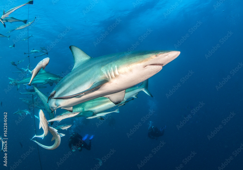 Blacktip reef shark Blacktip reef shark