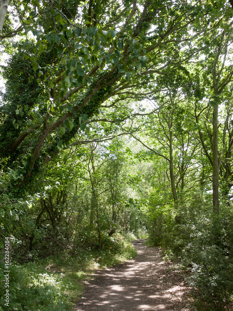 public walkway through a forest in the uk public walkway through a forest in the uk