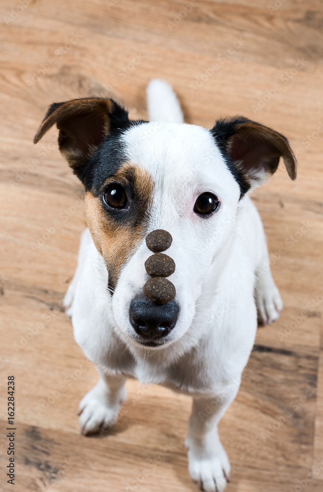 Trained Jack Russell sitting with three piece of food on his nose waiting for command. Trained Jack Russell sitting with three piece of food on his nose waiting for command.