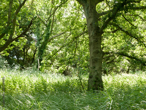 tree and lush grass in forest in summer time