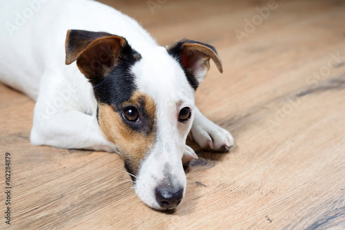 Portrait of jack russell muzzle, focus on the eyes.