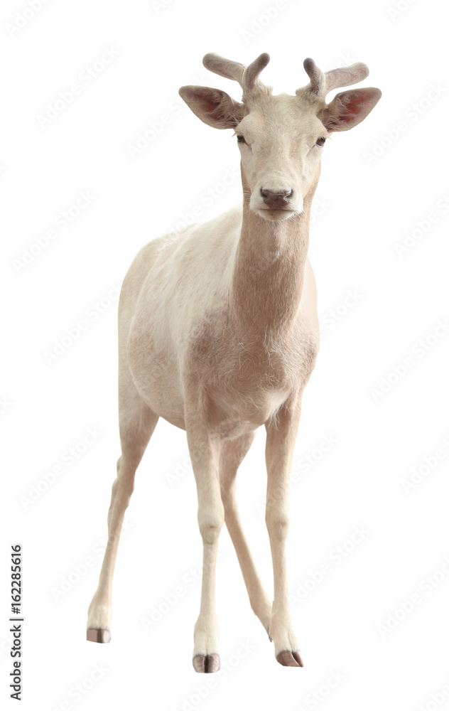 Beautiful deer on white background Beautiful deer on white background