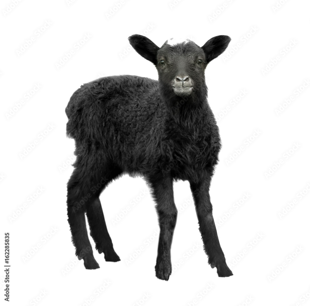 Cute funny lamb on white background Cute funny lamb on white background