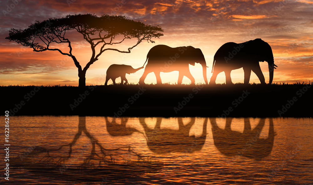 Fototapeta premium rodzina słoni