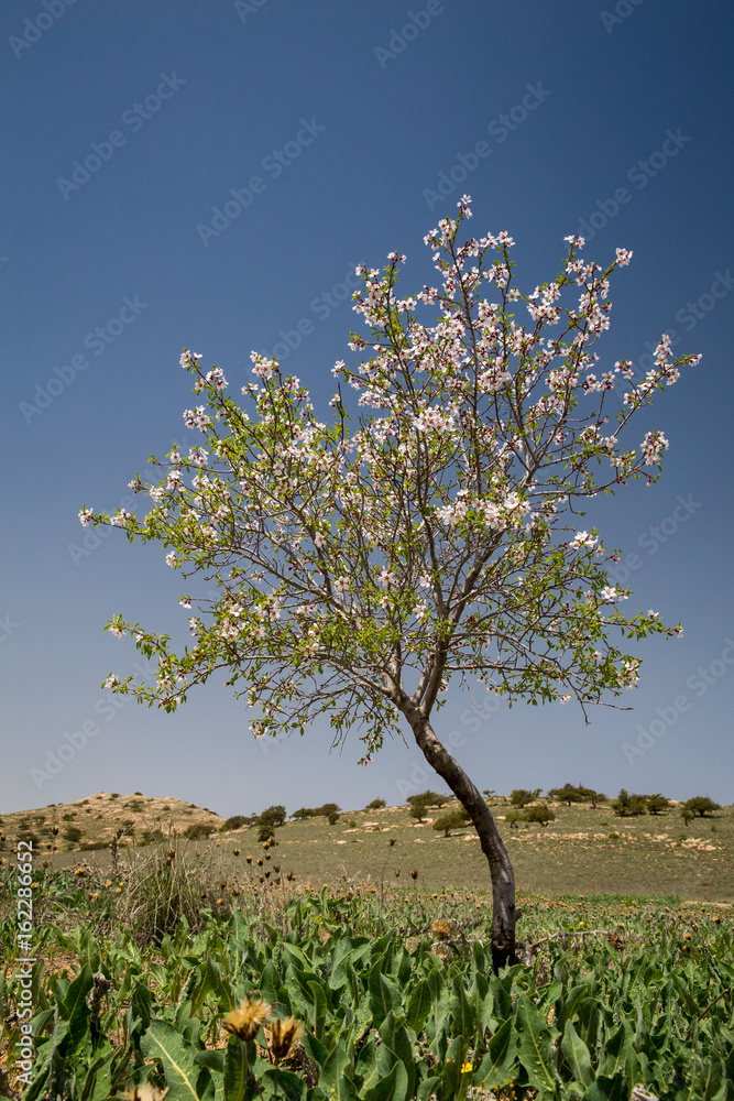Naklejka premium Almond Tree, North Khorasan, Iran