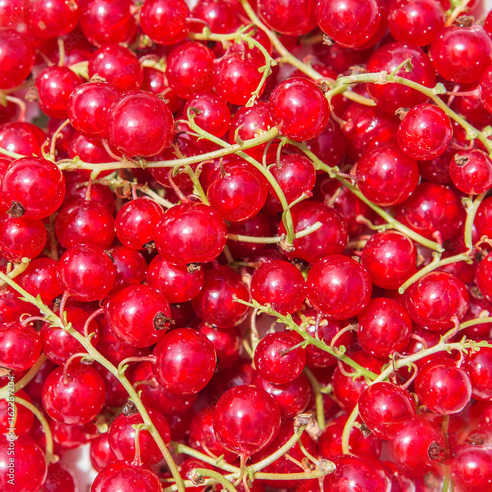 juicy red currant berries background juicy red currant berries background