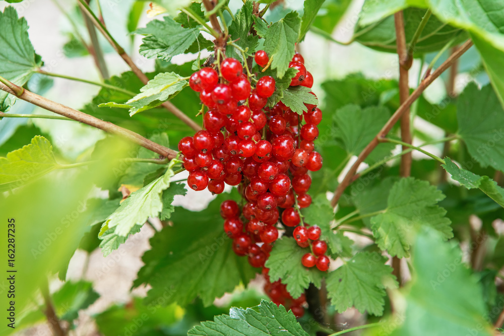 Bush of red currant berries in a garden Bush of red currant berries in a garden