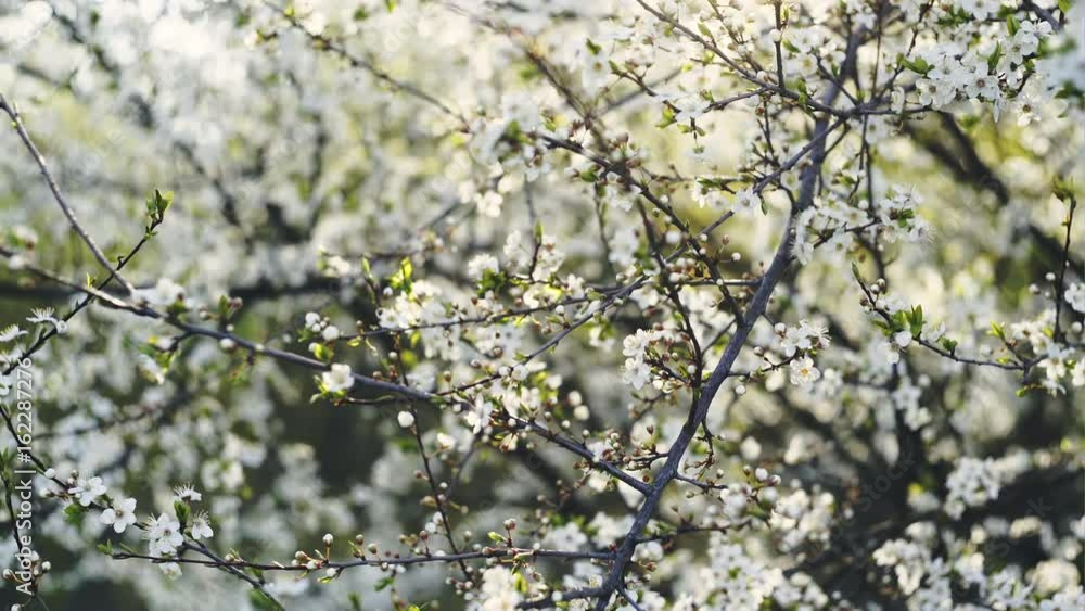 Beautiful cherry blossom against a background of bright sunlight. Beautiful cherry blossom against a background of bright sunlight.