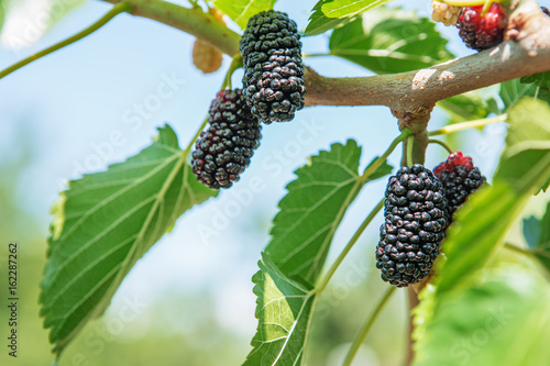 Fresh mulberry, black ripe and red unripe mulberries
