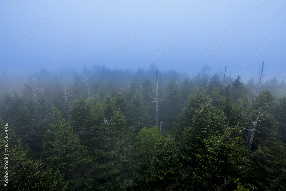 Overhead view of foggy forest in Great Smoky mountains